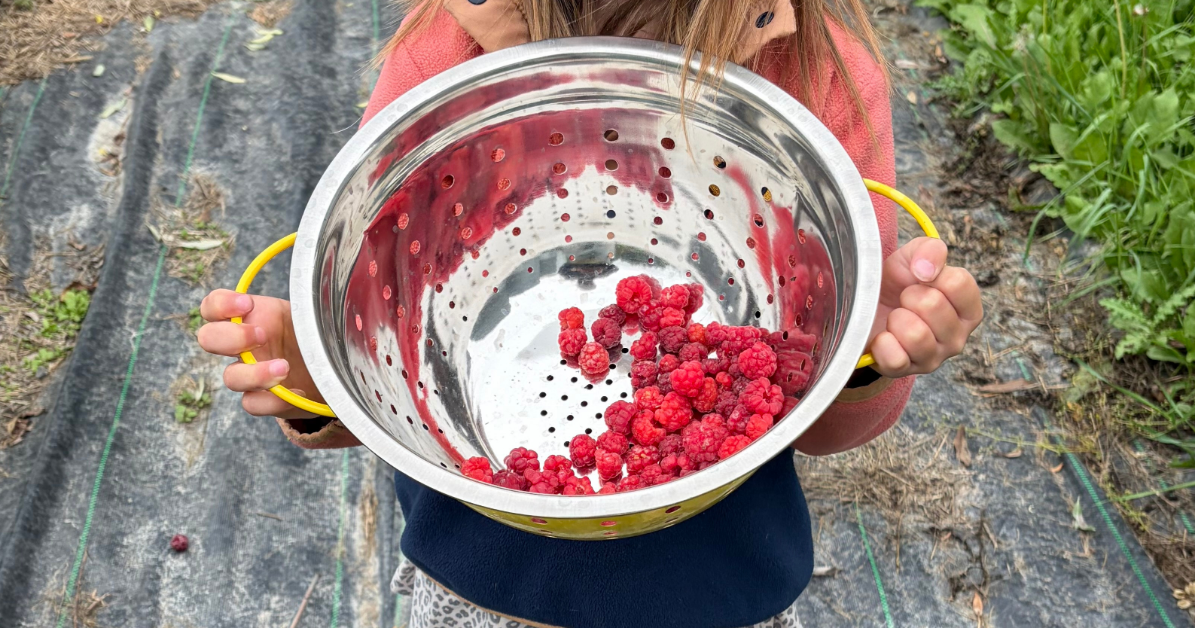 Colander being held showing raspberry harvest
